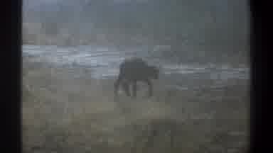 Cape Town South Africa (1969): Cow Running Through Grass Calf Galloping Slowly