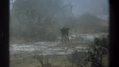 Cape Town South Africa (1969): Small Black Calf Hobbling Away From The Camera