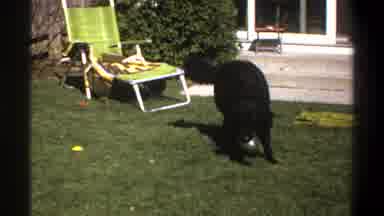 Cape Town South Africa (1969): Dog Playing Fetch With Its Family Outside