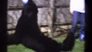 Cape Town South Africa (1969): Beautiful Black Labrador Catches Ball In Yard On A