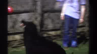 Cape Town South Africa (1969): A Dog Is Playing Fetch With A Red Ball Outside