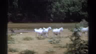 Khartoum Sudan (1969): Some White Goats By The River Where They Went Drinking