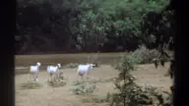 Khartoum Sudan (1969): Young Small Animals Casually Walking Amongst Trees In The