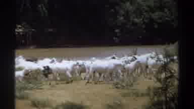 Khartoum Sudan (1969): Very Fat Riverside Goats Walking At Slaughter Point Herding