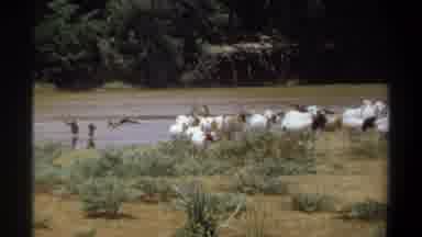 Khartoum Sudan (1969): All Animals Need To Ingest/Absorb Water In Some Form Or