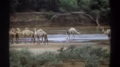 Khartoum Sudan (1969): A Herd Of Camels Resting And Drinking Along The Shore Of A