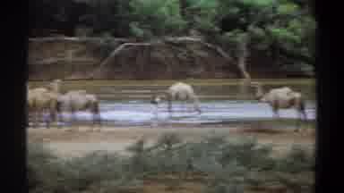 Khartoum Sudan (1969): The Camel Is Finding Water And Finally Get Water