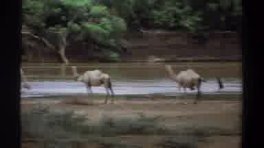 Khartoum Sudan (1969): A Large Herd Of Single Humped Camels Peacefully Standing