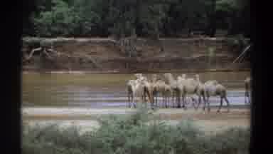 Khartoum Sudan (1969): Camels In The Rivers