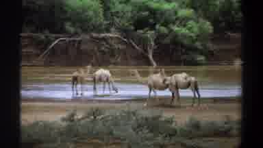 Khartoum Sudan (1969): A Herd Of Single Humped Camels Drinking And Standing Near A