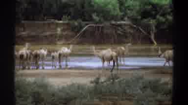 Khartoum Sudan (1969): The Camel Is Searching Water And Finally Find It