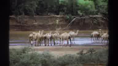 Khartoum Sudan (1969): Some Camels Are Drinking Water On The River