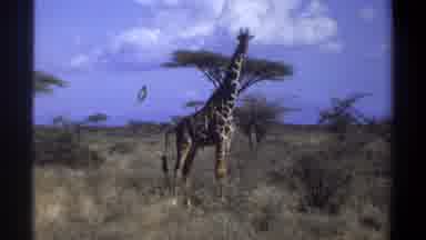 Khartoum Sudan (1969): Tall Giraffe Standing Alone In His Natural Habitat With