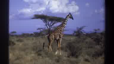 Khartoum Sudan (1969): Giraffe Walking Through Tall Grass In Savanna On Partly