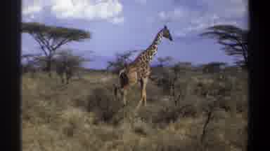 Khartoum Sudan (1969): Old Footage Of A Giraffe Walking Through A Field Filled