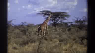 Khartoum Sudan (1969): Giraffe Gracefully Walking Through African Brush On Sunny