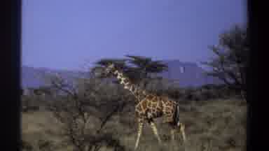 Khartoum Sudan (1969): A Giraffe Walks Across A Field Filled With Tall Grass And
