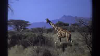 Khartoum Sudan (1969): A Giraffe Walks Across A Grassy Field Dotted With Trees And