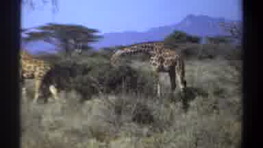 Khartoum Sudan (1969): Giraffe Family Eating Leaves Walking Wild Wildlife Majestic