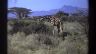 Khartoum Sudan (1969): The Giraffe Finding Food And Eating Food Is The One Of The