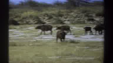 Khartoum Sudan (1969): Giraffe Nature Jungle Forest Animal Diversity Beauty Life