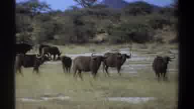 Khartoum Sudan (1969): Group Of Rhinoceros Are Standing Near The Lake