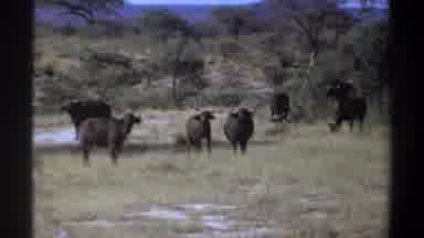 Khartoum Sudan (1969): African Cape Buffalo On Savannah Sunny Day Blue Sky