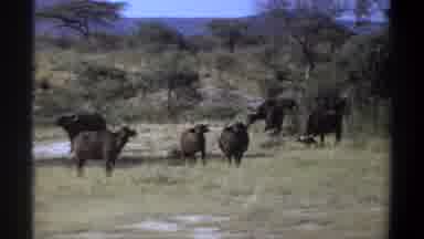Khartoum Sudan (1969): Many Of The Buffalo Are Roaming In Forest