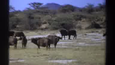 Khartoum Sudan (1969): A Herd Of Cattle Walking Across A Field In Their Natural