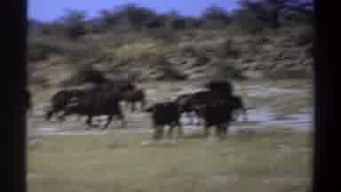 Khartoum Sudan (1969): Cattle In The Pasture Eating And Looking At The Other
