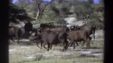 Khartoum Sudan (1969): Group Of Rhinoceros Are Running Near The Lake