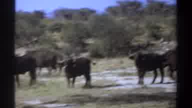 Khartoum Sudan (1969): The Wildebeests Migration Through A Parched Area Of The