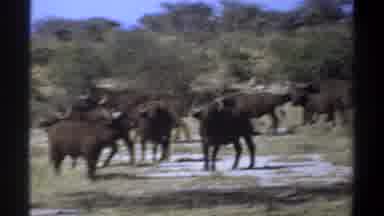 Khartoum Sudan (1969): Gnu Herd Walking Through Barren Field On Bright Sunny Day