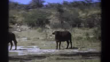 Khartoum Sudan (1969): A Large Group Of Water Buffalo Is Shown In A A Small