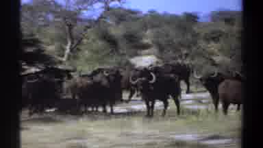 Khartoum Sudan (1969): Large Gnu Herd Walking Through Field On Bright Sunny Day
