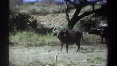 Khartoum Sudan (1969): Water Buffalo Herd Looking At African Bush Warrior Man In