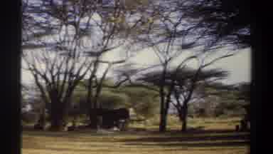 Khartoum Sudan (1969): Many Trees With Many Branches And Drama And Then A Car