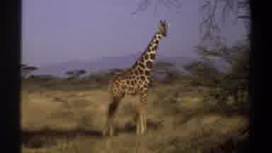 Khartoum Sudan (1969): A Giraffe Outside In The Wild Standing Near A Tree