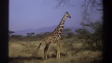Khartoum Sudan (1969): A Giraffe Is Chewing The Leaves In The Forest Alone During