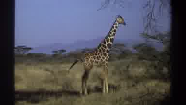 Khartoum Sudan (1969): A Giraffe Swinging Its Tail Standing In An Open Grassland
