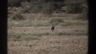 Khartoum Sudan (1969): A Shot Of An Animal Walking Away
