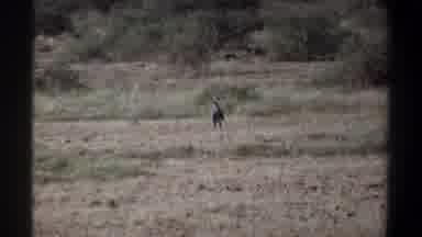 Khartoum Sudan (1969): A Animal Was Ran Away After Seeing The Tiger In The Bushes