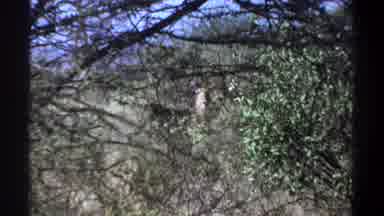 Khartoum Sudan (1969): The Deer In The Forest For Searching Food