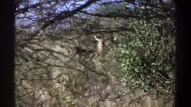 Khartoum Sudan (1969): Elephant Wild Unknown Animal Looking Woods Forest Green