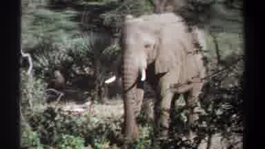 Khartoum Sudan (1969): Elephants Tusks Tail Ears Trunk Jungle Brush Monkey Shade