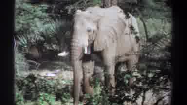 Khartoum Sudan-1969: An Elephant With Tusks Stands In Brush Flipping Its Tail
