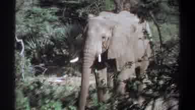 Khartoum Sudan (1969): Wild African Elephant Grazing On Green Bushes In Natural