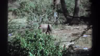 Khartoum Sudan (1969): Baby Elephant In The Bush With Its Mommy Both Eating