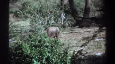 Khartoum Sudan (1969): Small Grey Baby Elephant Searching Around Through A Wooded