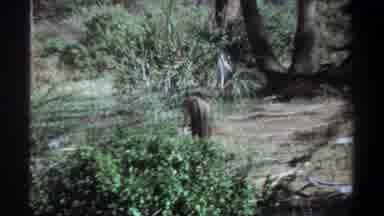 Khartoum Sudan (1969): Animal In The Natural Wildlife Either Looking For Food Or A